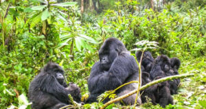 Mountain Gorillas Remain Major Draw for Tourists to Rwanda Rwanda Mountain Gorillas
