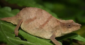 Chapman’s Pygmy Chameleon Facing Extinction Due to Deforestation Chapman Pygmy Chameleon