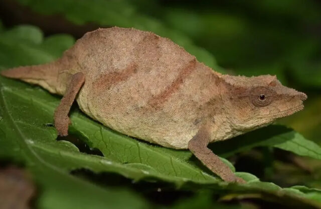 Chapman Pygmy Chameleon