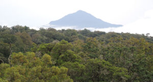 Africa’s Mountain Forests Store More Carbon than Expected But Deforestation is Increasing Montane Forest in Cameroon