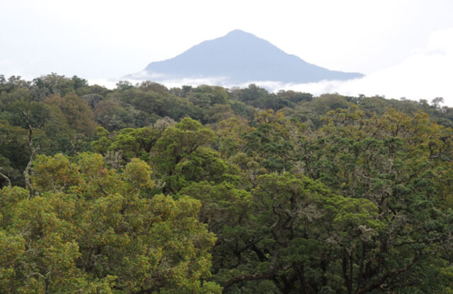 Montane Forest in Cameroon