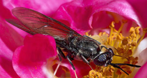 Black Soldier Fly Sanitation Startup in Kenya to Produce Food for Fish and Livestock Black Soldier Fly