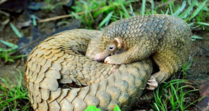 Endangered Species at Risk as Chinese Traditional Medicine Sales Boom in Africa Pangolin Curled Up