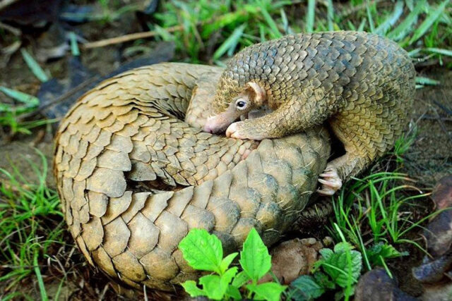 Pangolin Curled Up