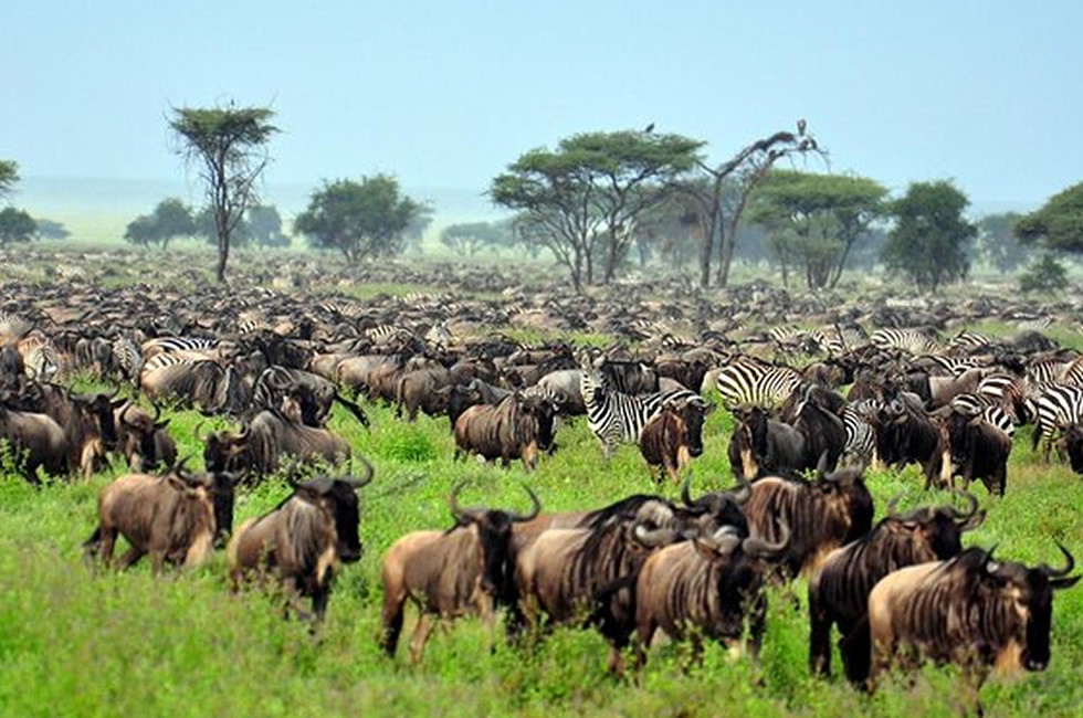 Best 5 Tanzania Parks to Explore on a Self-drive